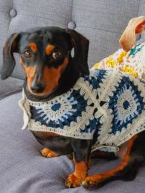 BOTH TAILS Other - PETS: DOG CROCHET SHIRT - BLUE DIAMONDS